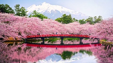 Amazing Japan